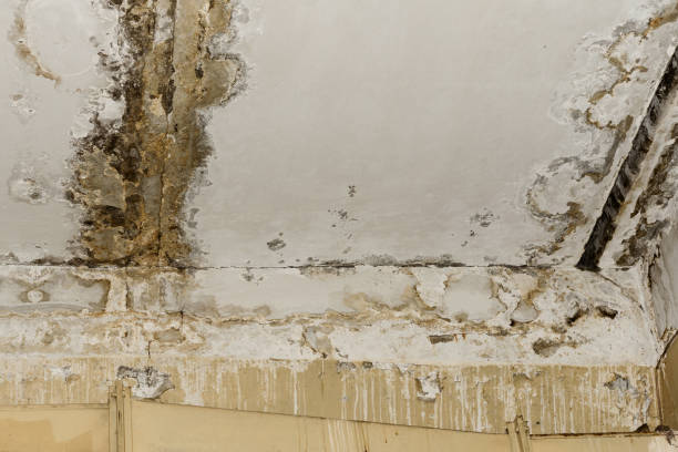 Best Water Damage & Mold Remediation  in USA